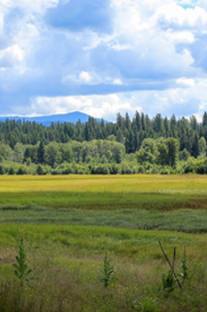 lush meadow with darkening skyline