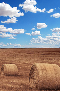 agricultural landscape with hay 